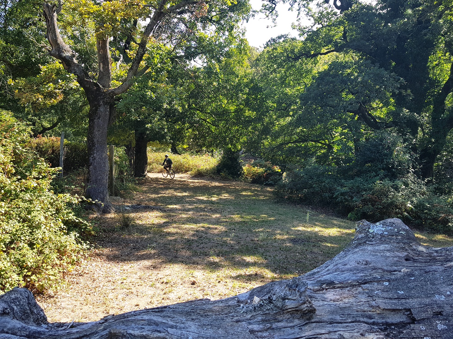 banyuls-trail6.jpg