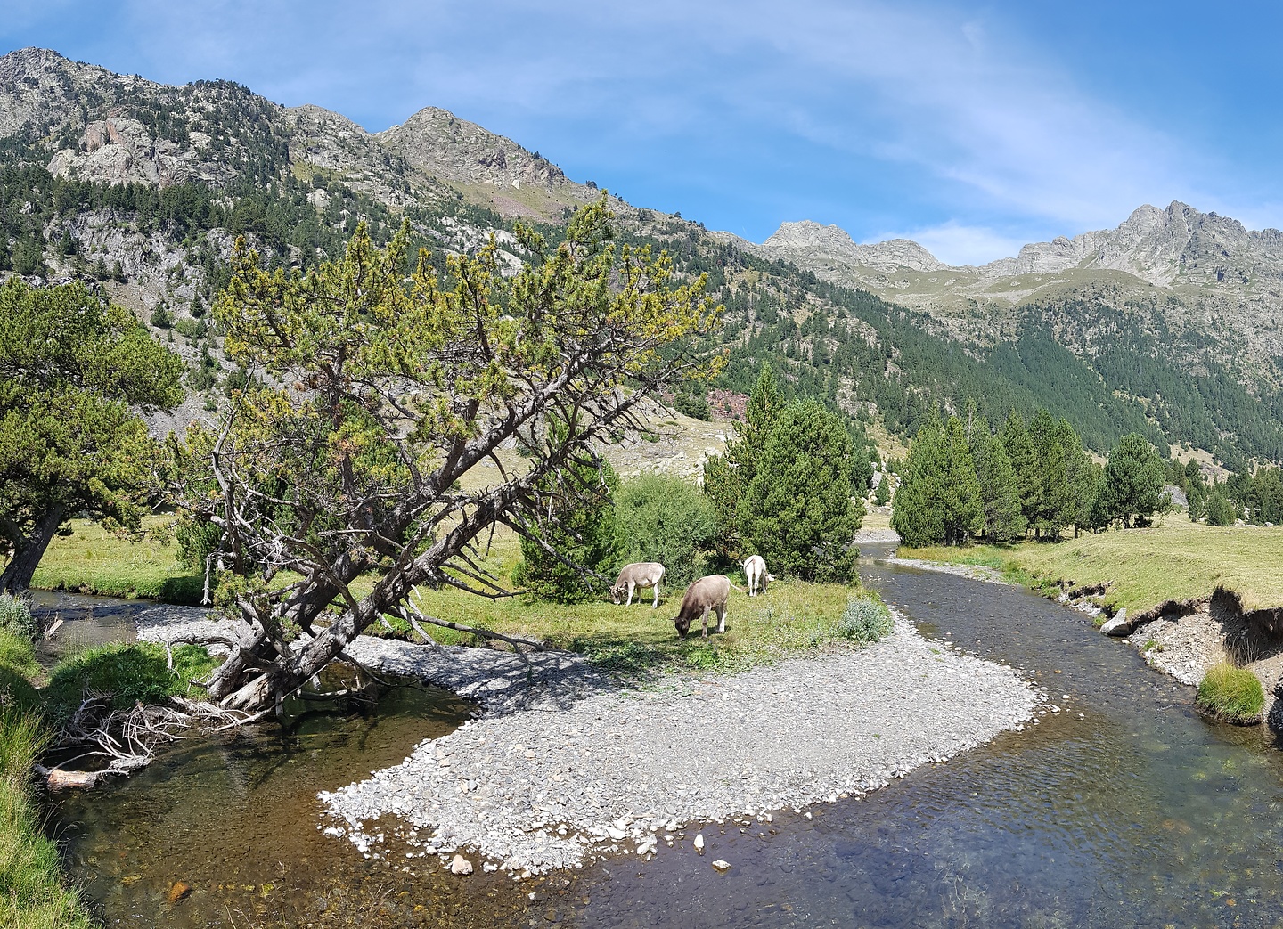 benasque-cows.jpg