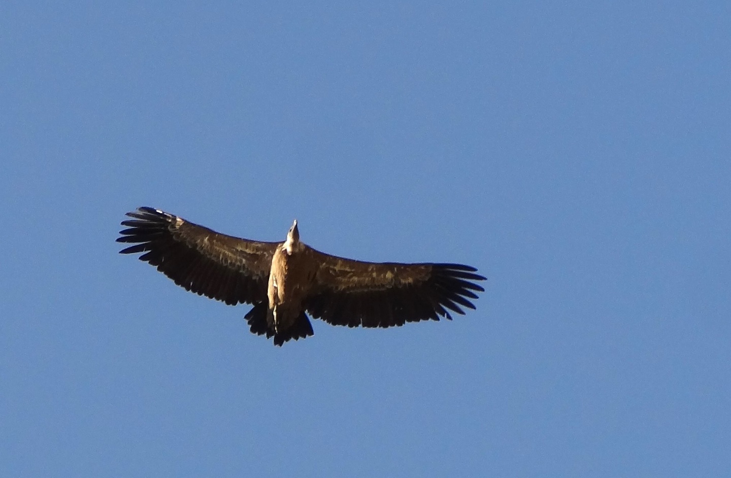 benasque-vulture.jpg