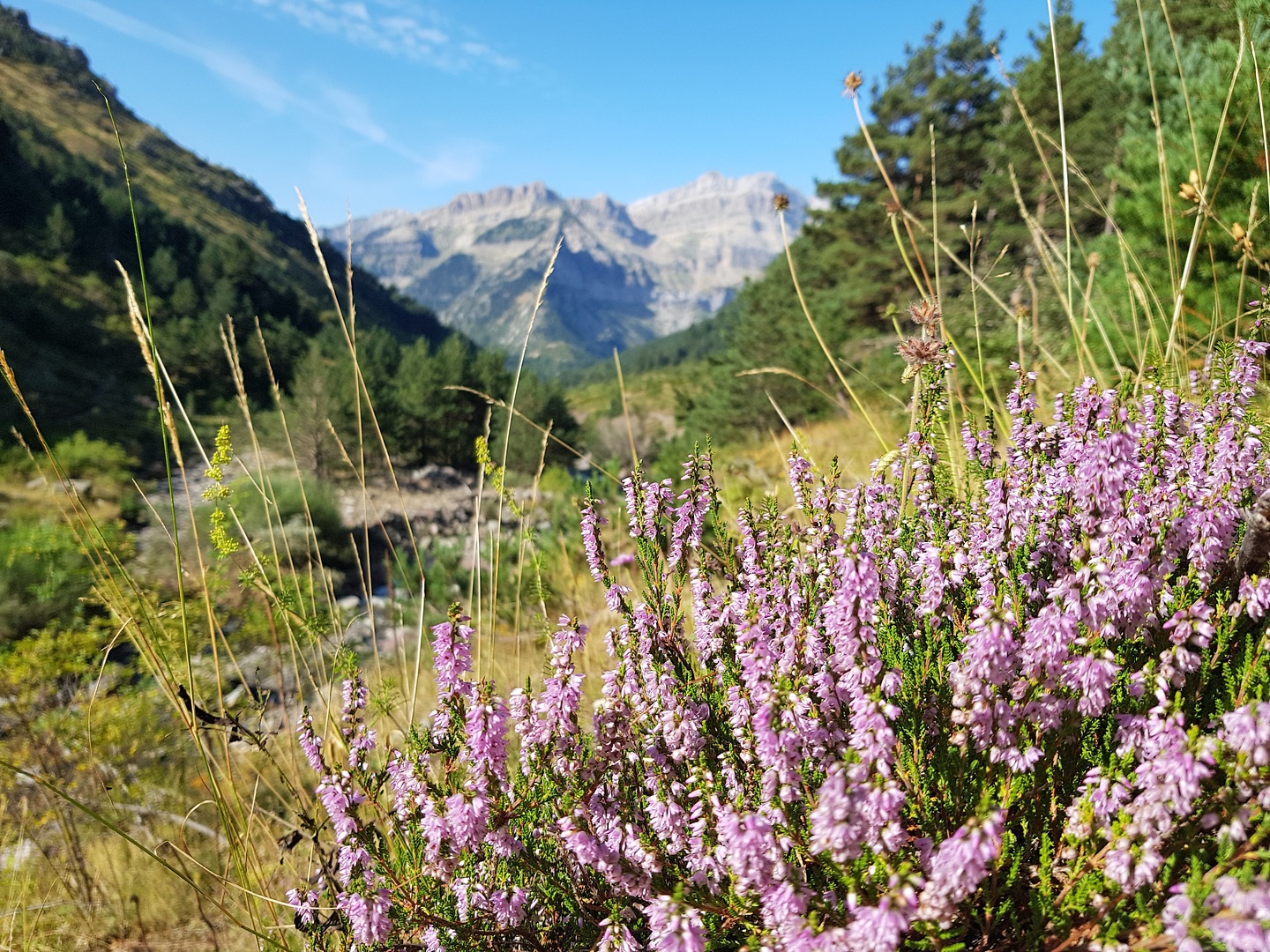 canalroya-flower0.jpg