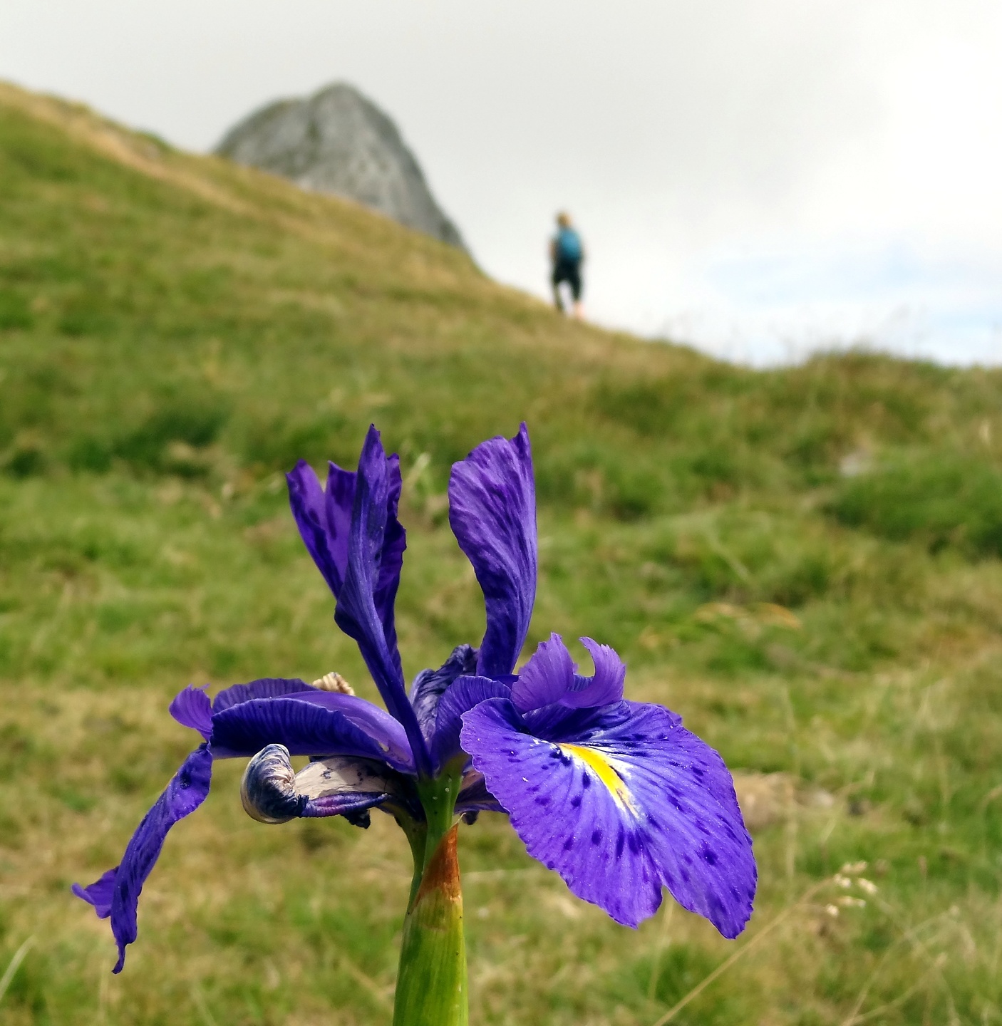 canalroya-flower1.jpg