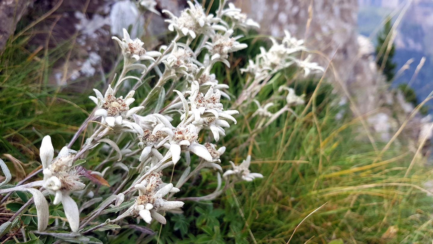gruta-edelweiss3.jpg