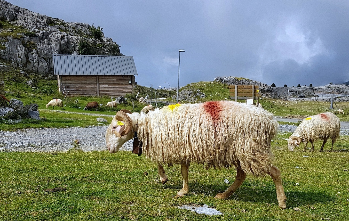 lapierre-sheep.jpg