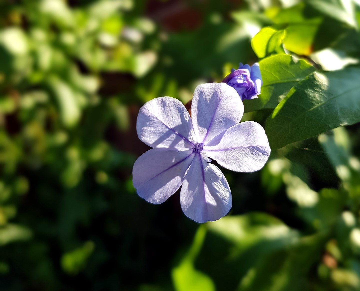 larrau-flower.jpg