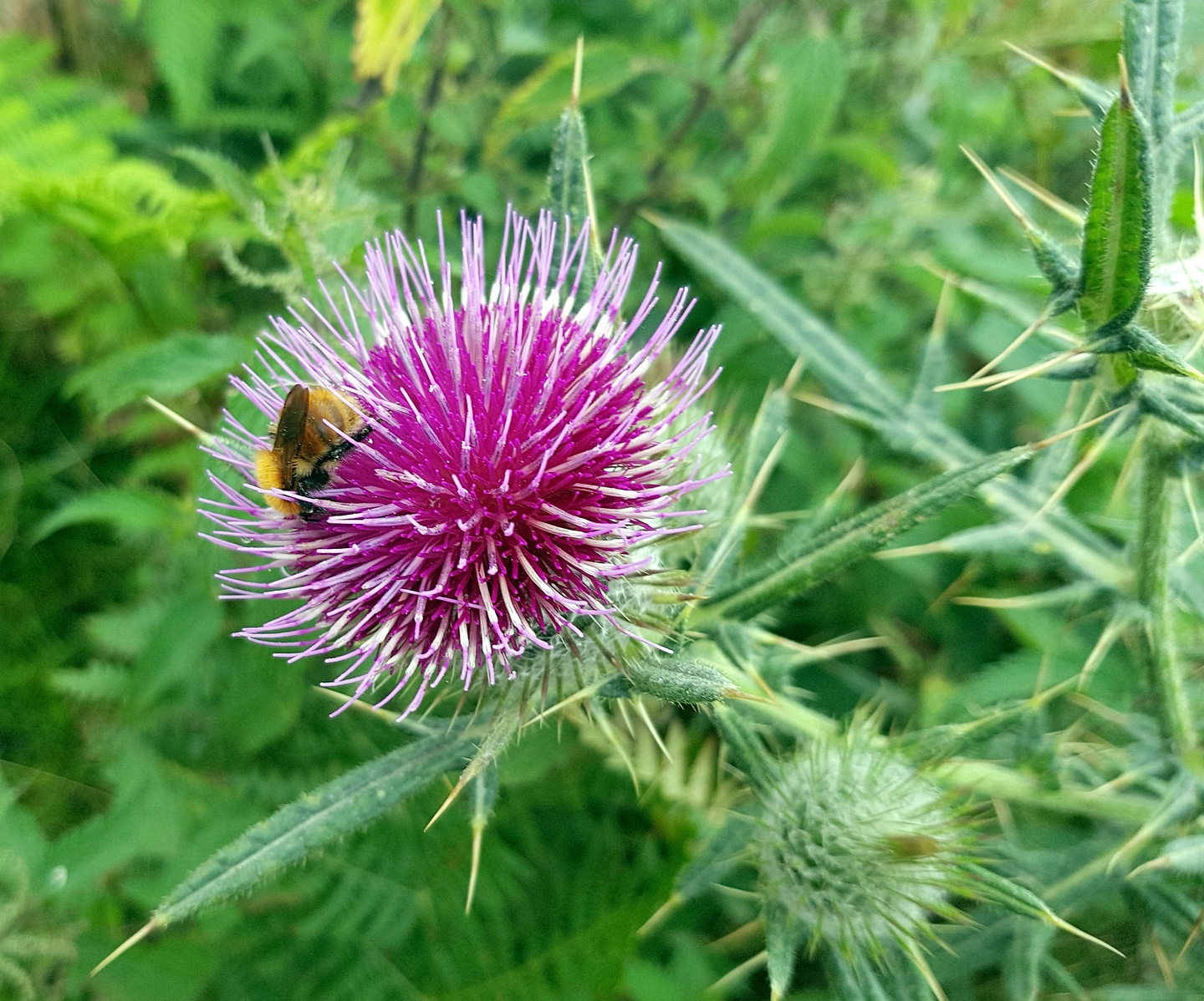 larrun-flower.jpg