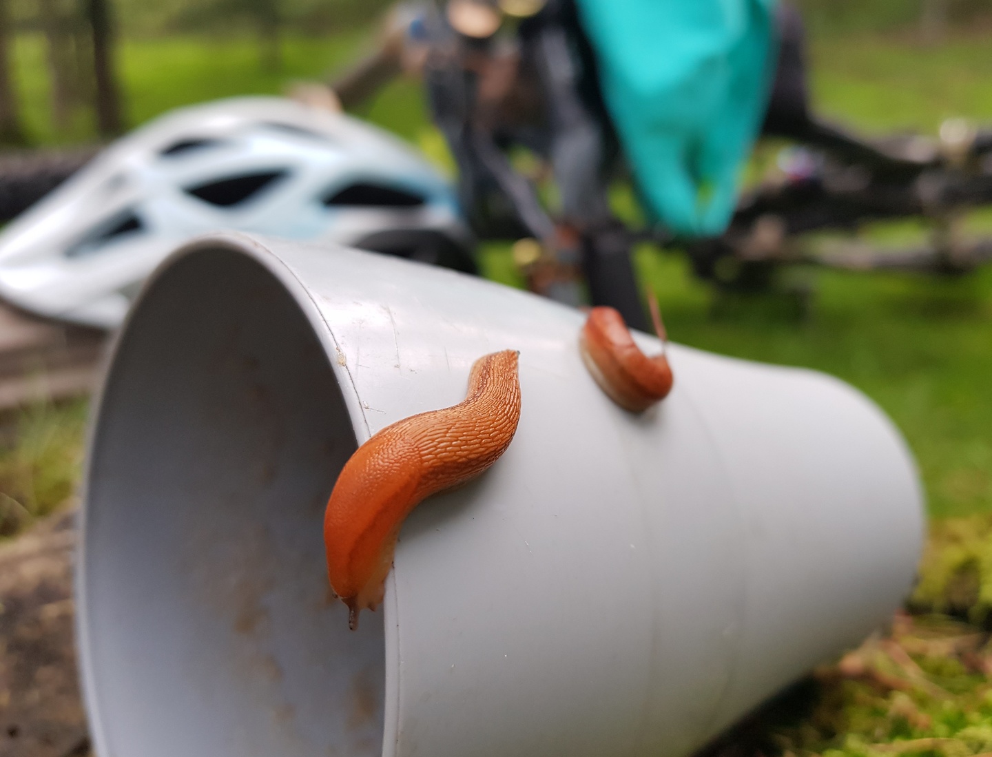 larrun-snails.jpg