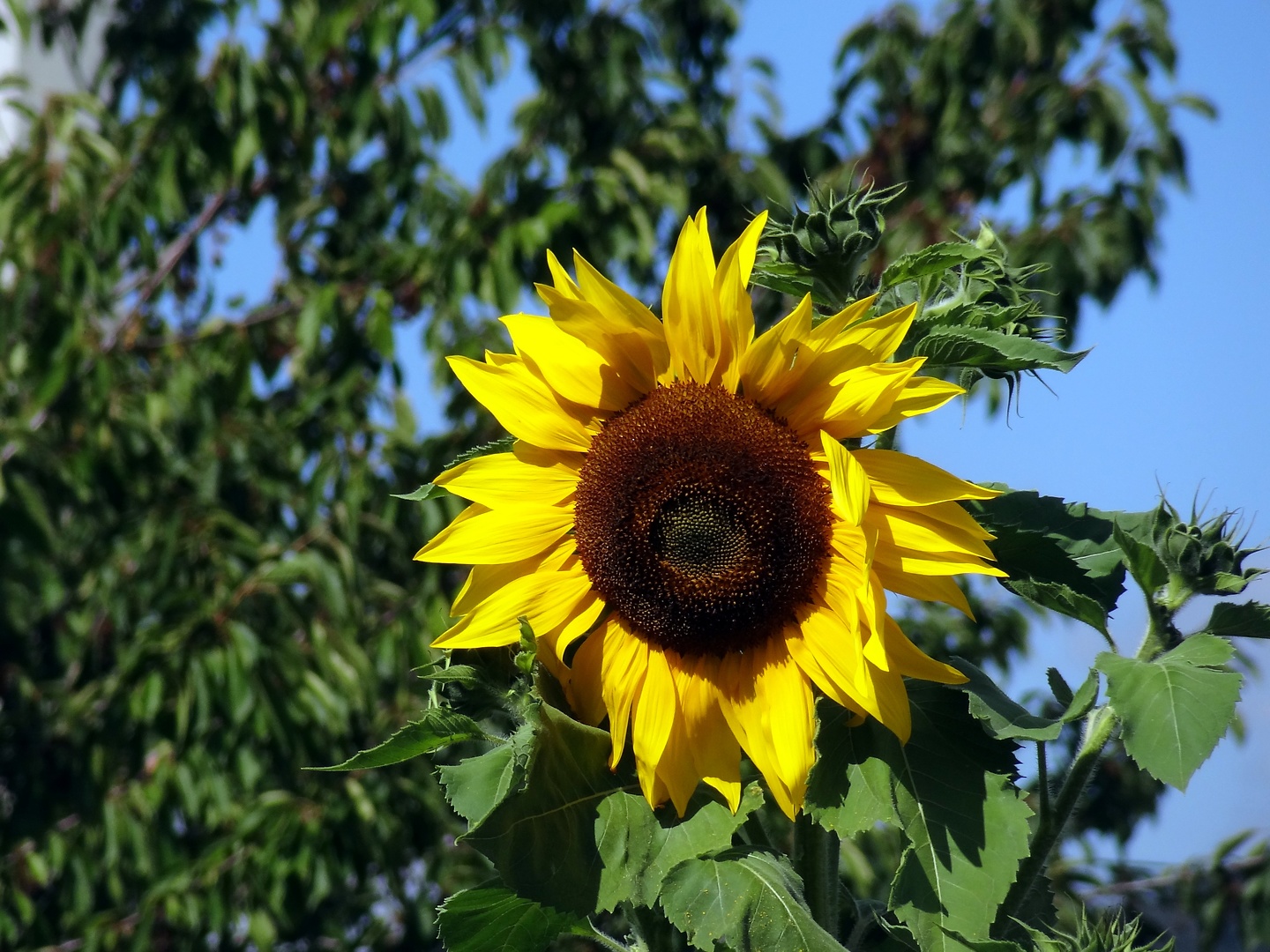 mitja-sunflower.jpg
