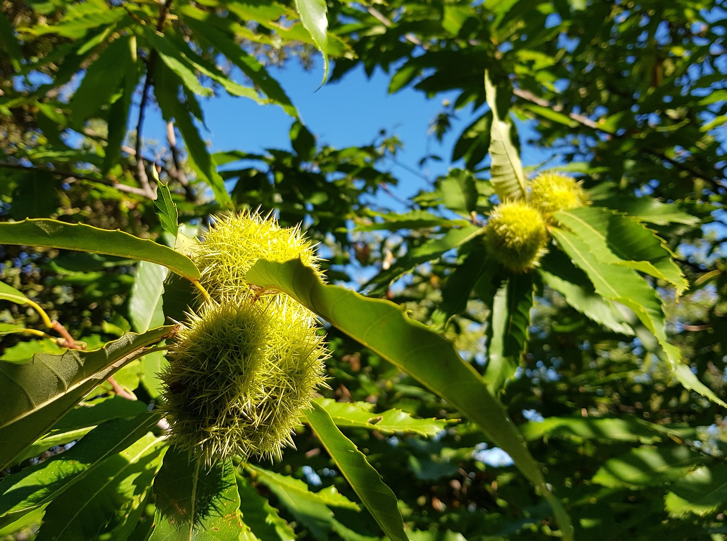 prades-chestnut.jpg