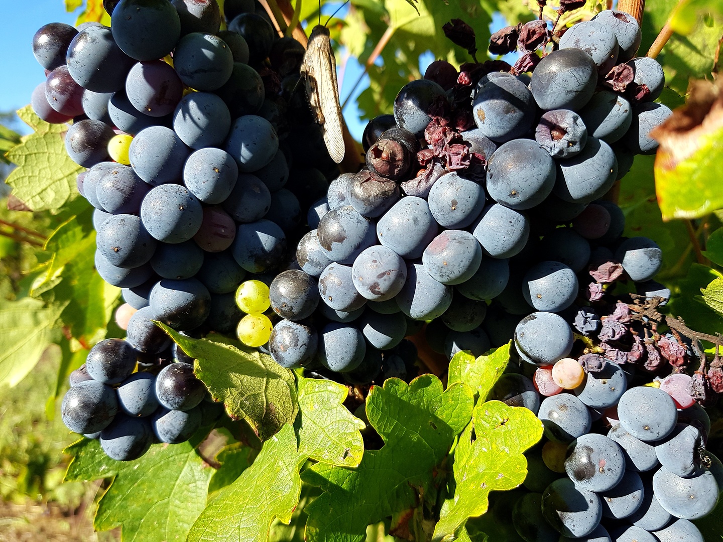 prades-grapes.jpg