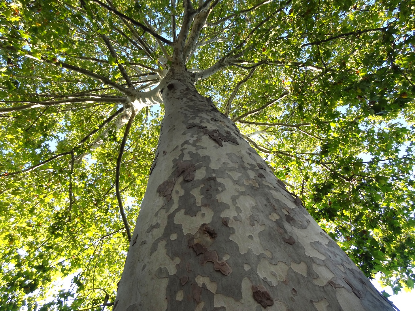 prades-tree.jpg