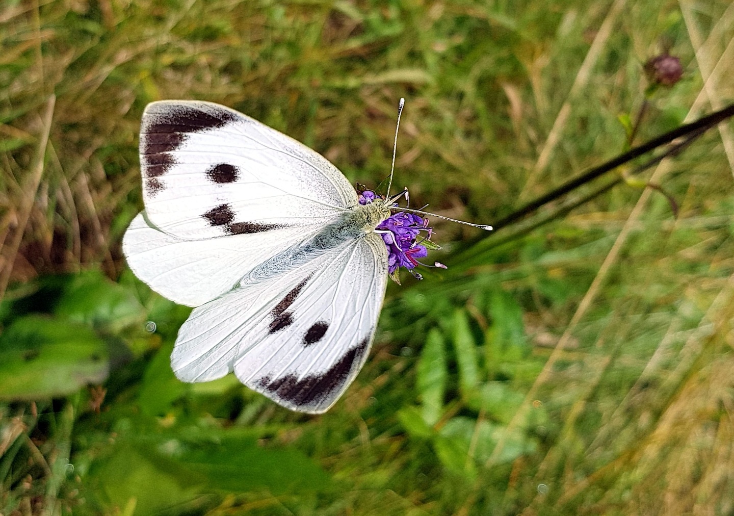 restanca-gkbutterfly.jpg