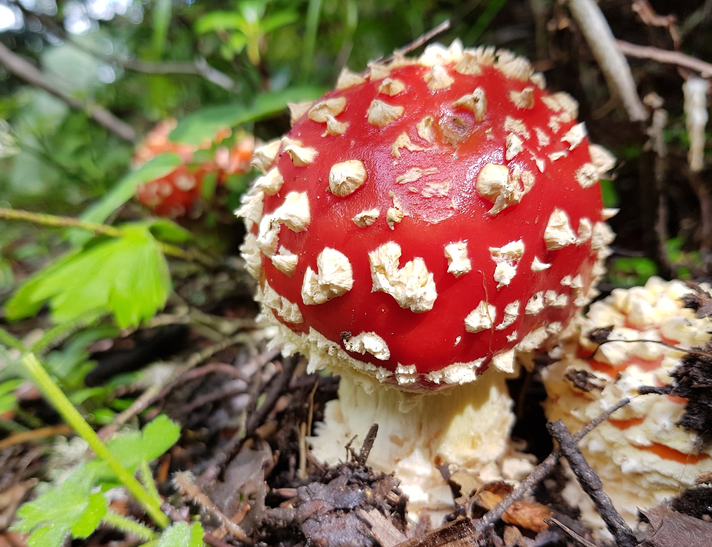 restanca-gkmushroom1.jpg