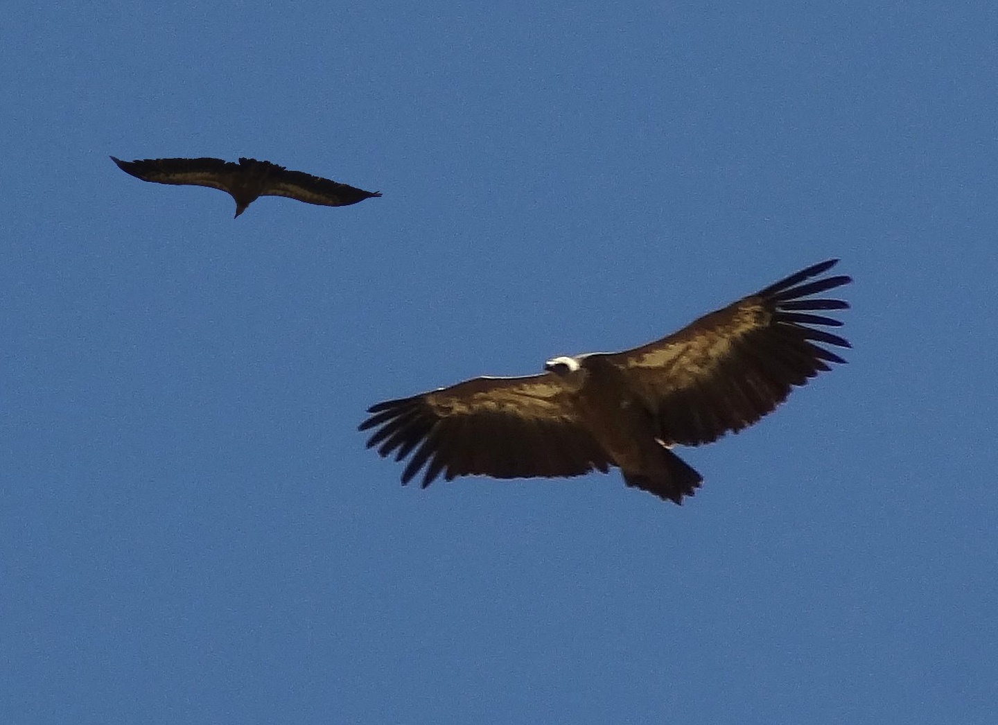 sahun-eagles1.jpg