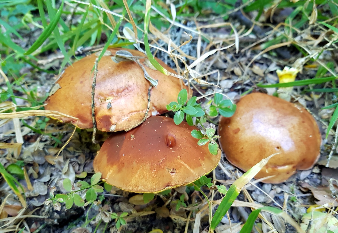 sahun-mushrooms.jpg