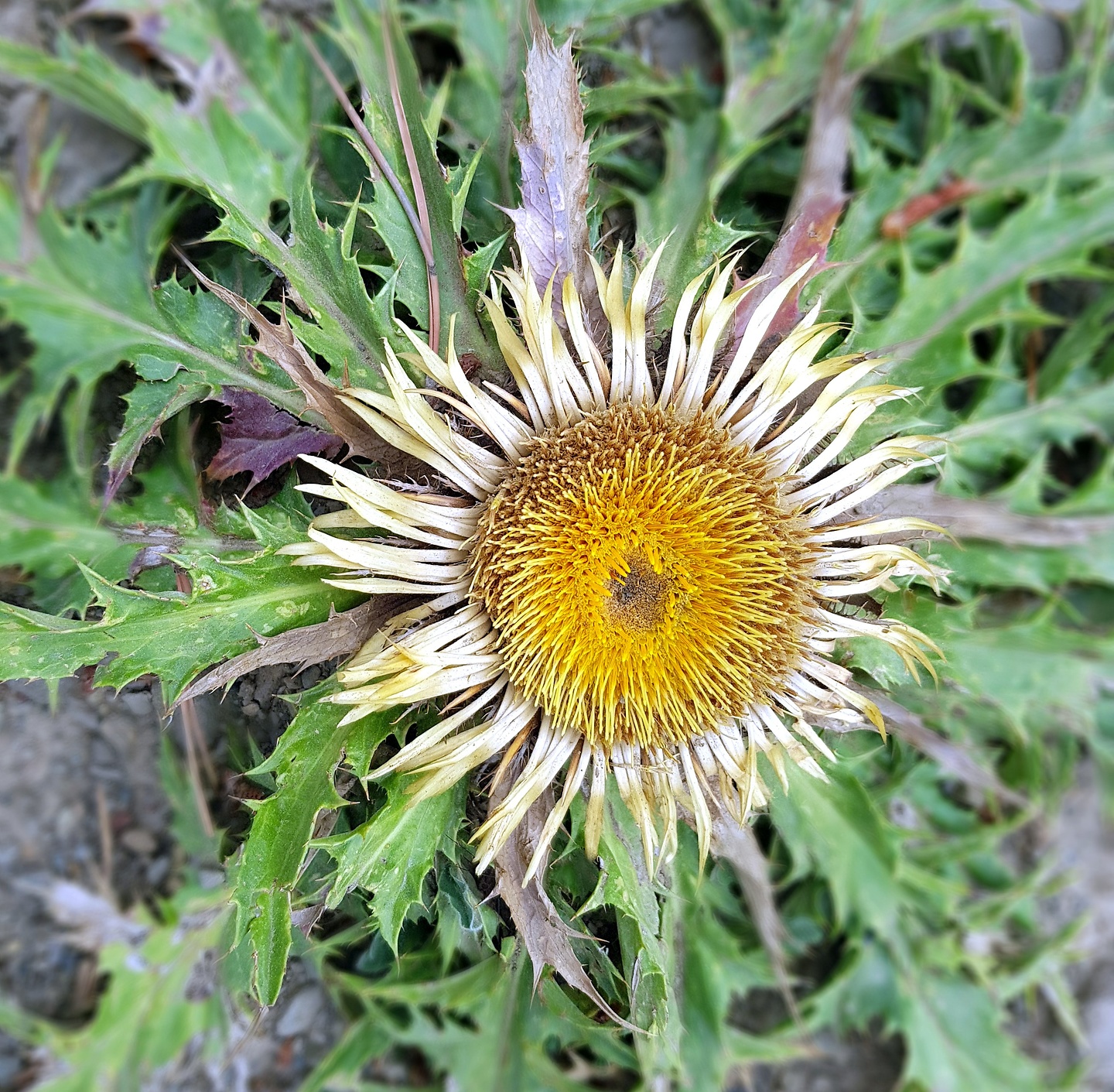 torla-flower2.jpg