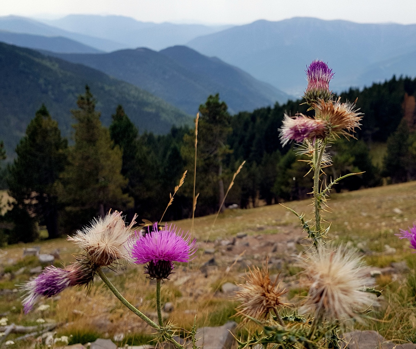 torla-flower3.jpg