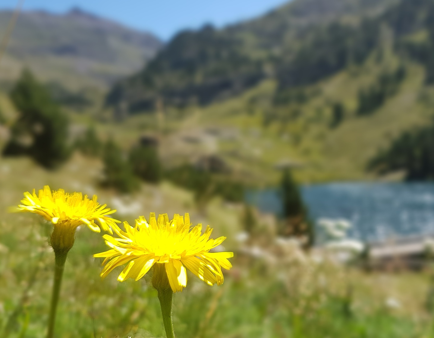 urdiceto-flower2.jpg