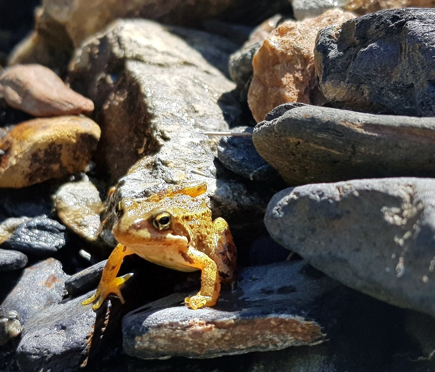 urdiceto-frog.jpg