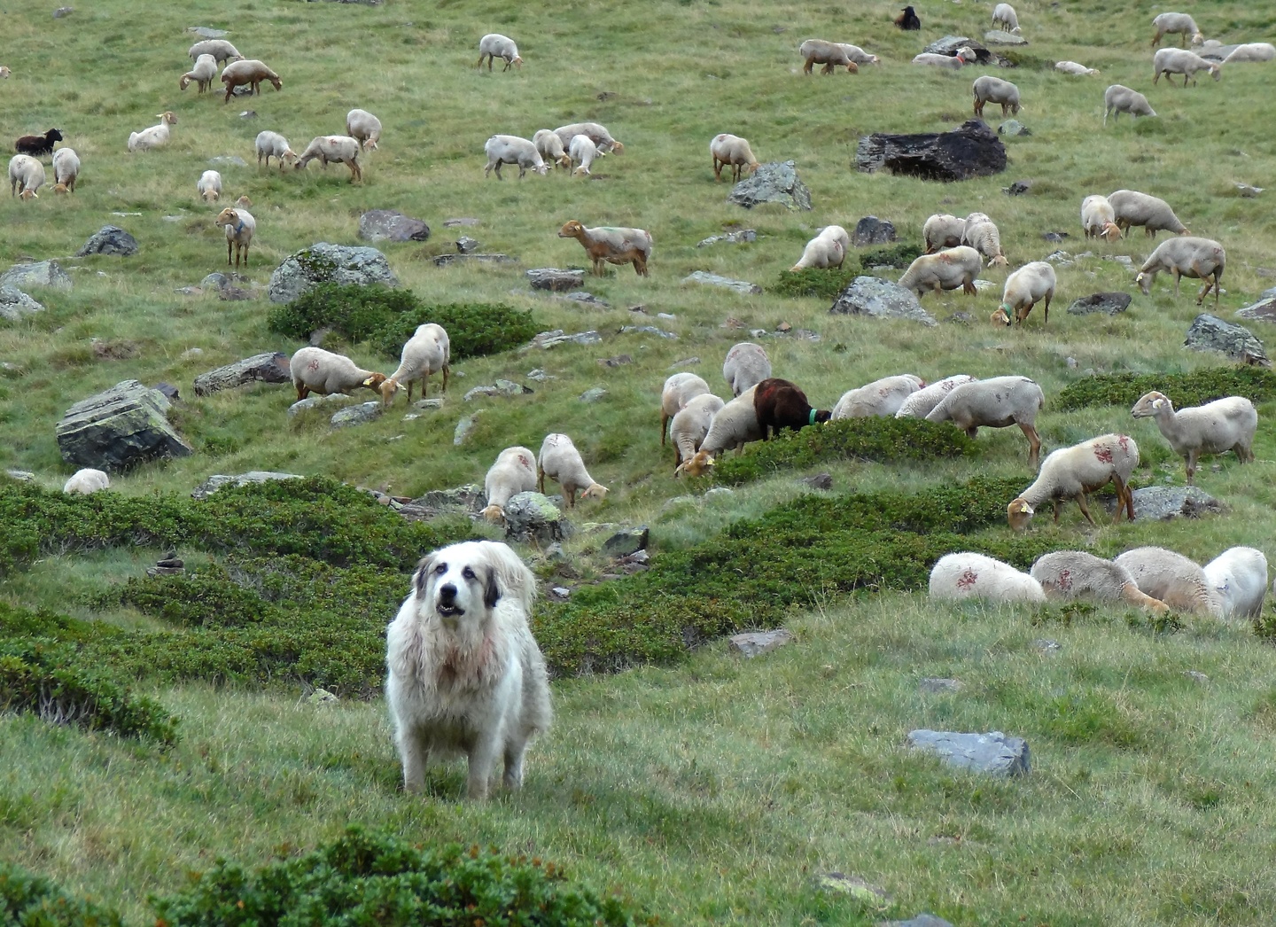 urets-dog1.jpg