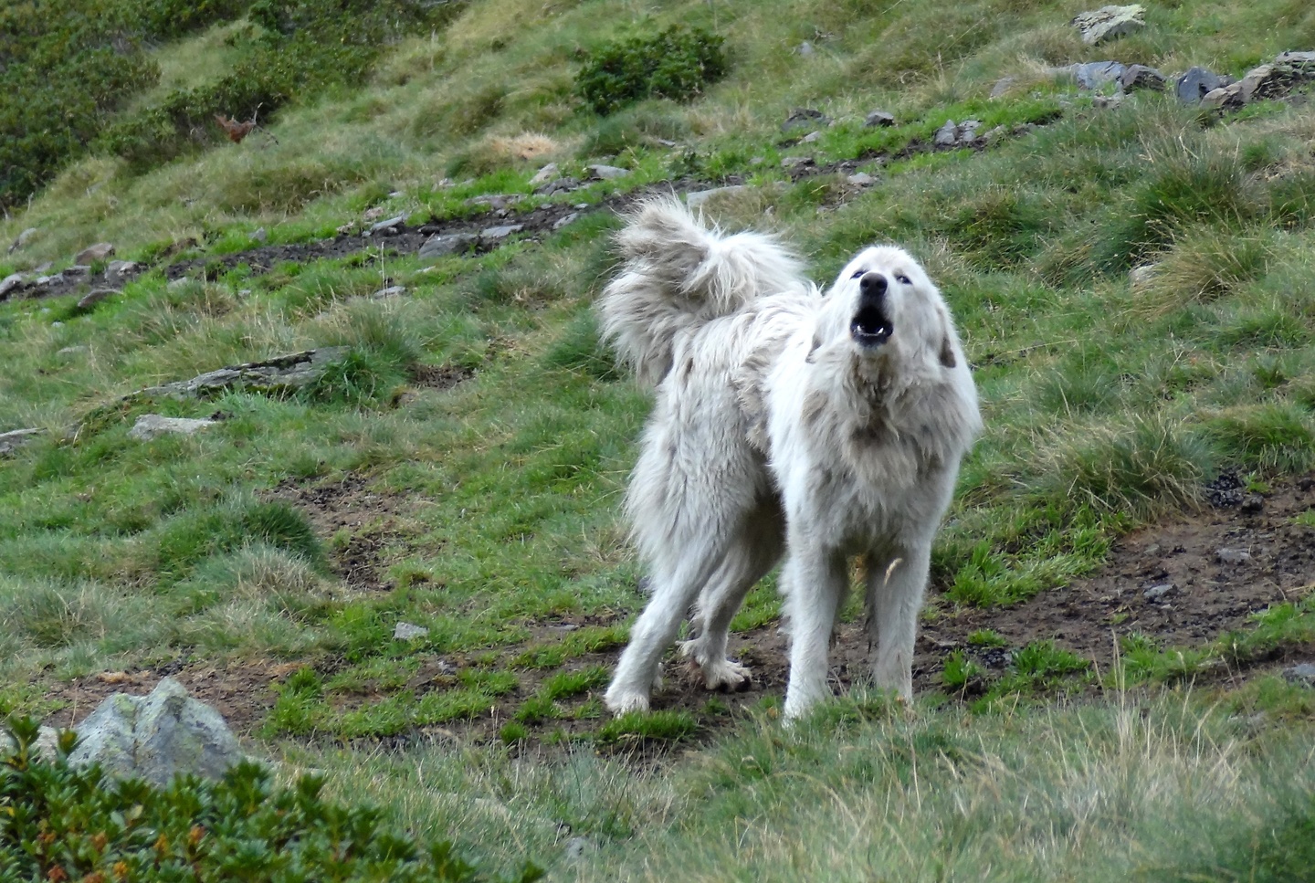 urets-dog2.jpg