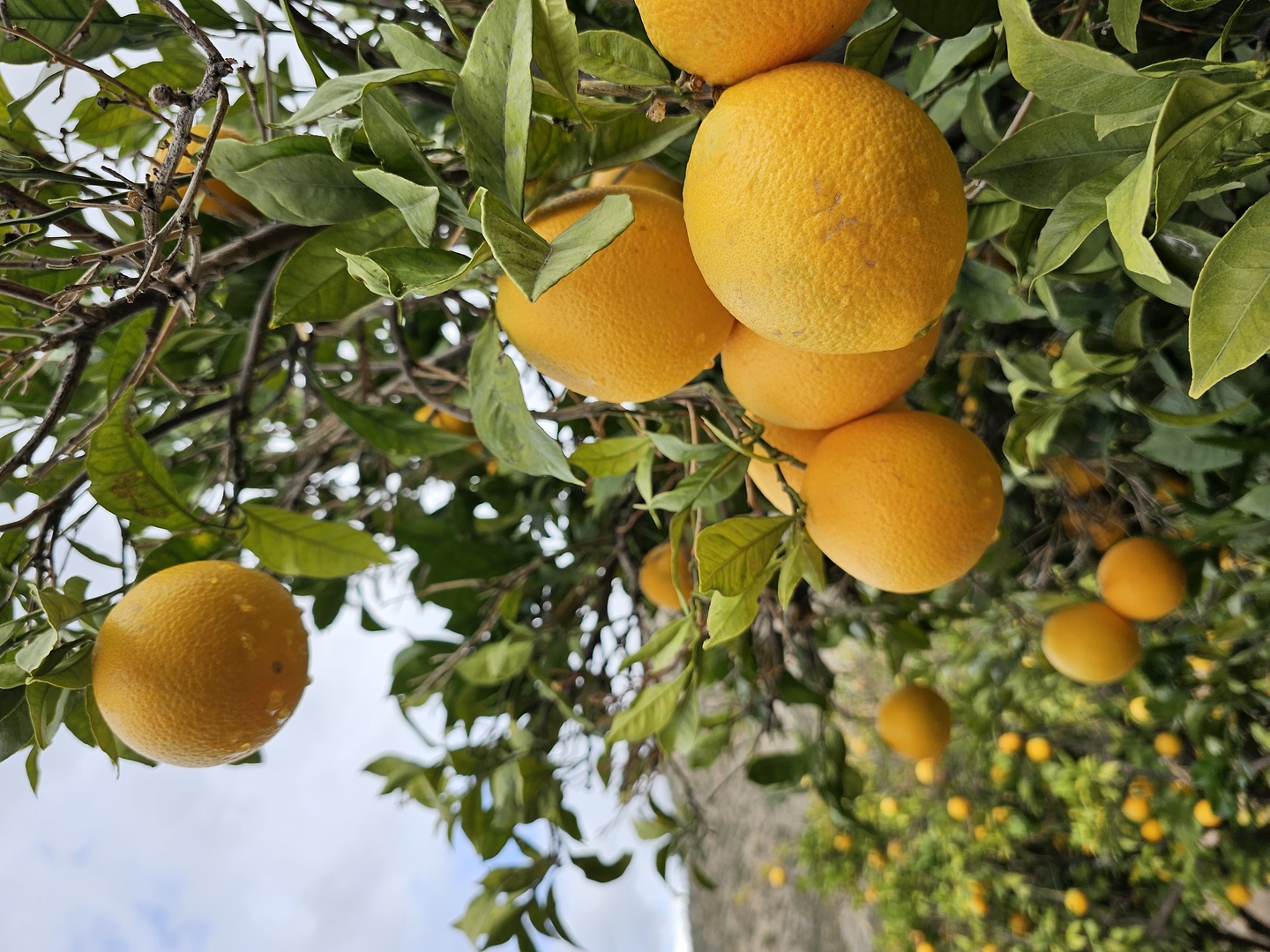 arvi-oranges.jpg