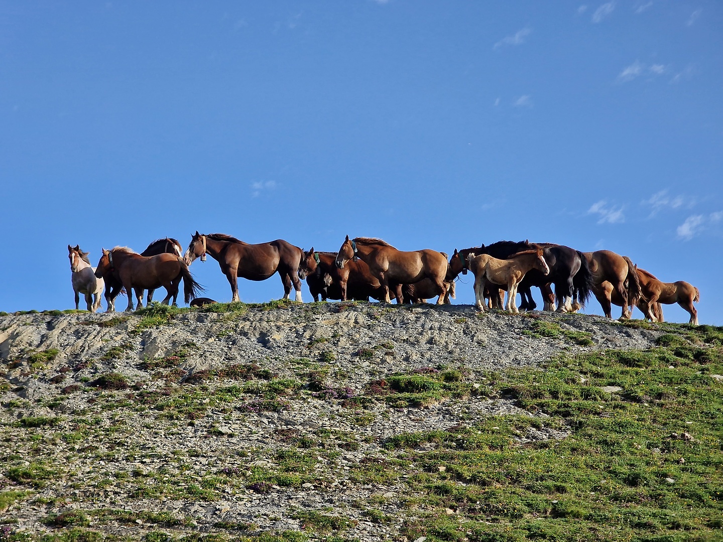 belagua-horses2.jpg