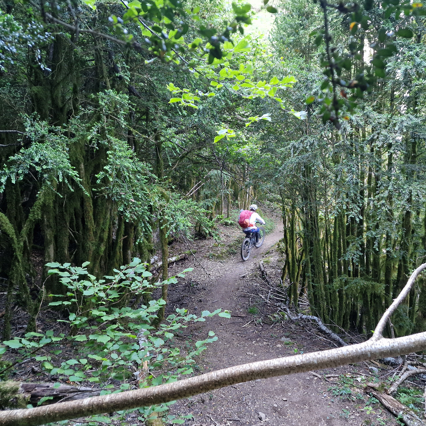 biescas-trail3.jpg