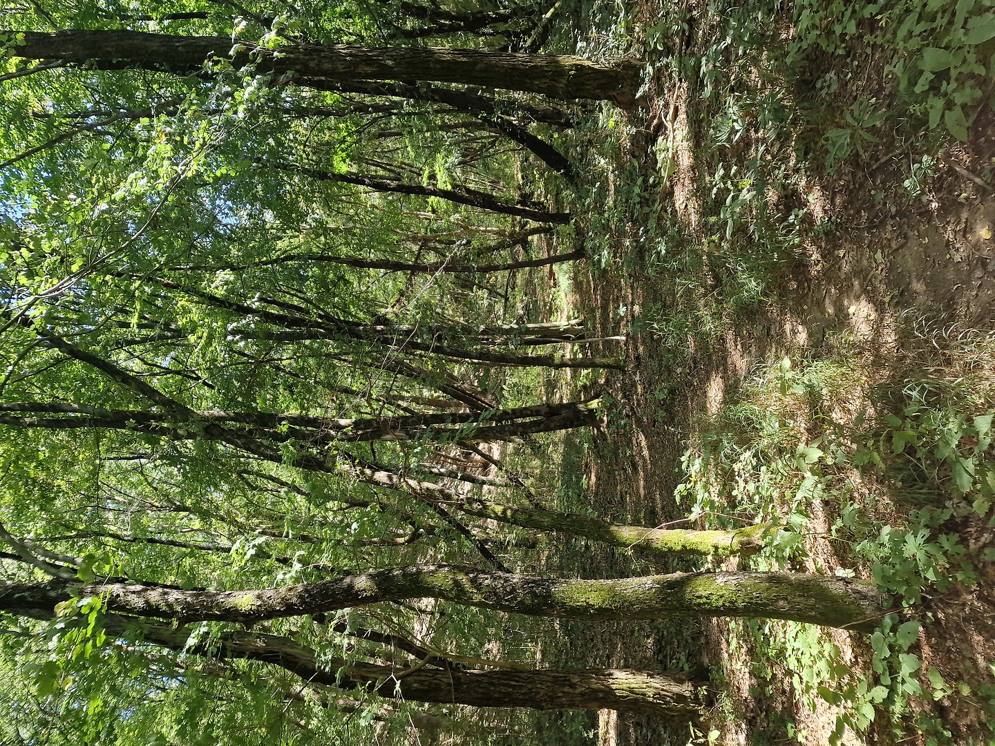 buzet-trail1.jpg