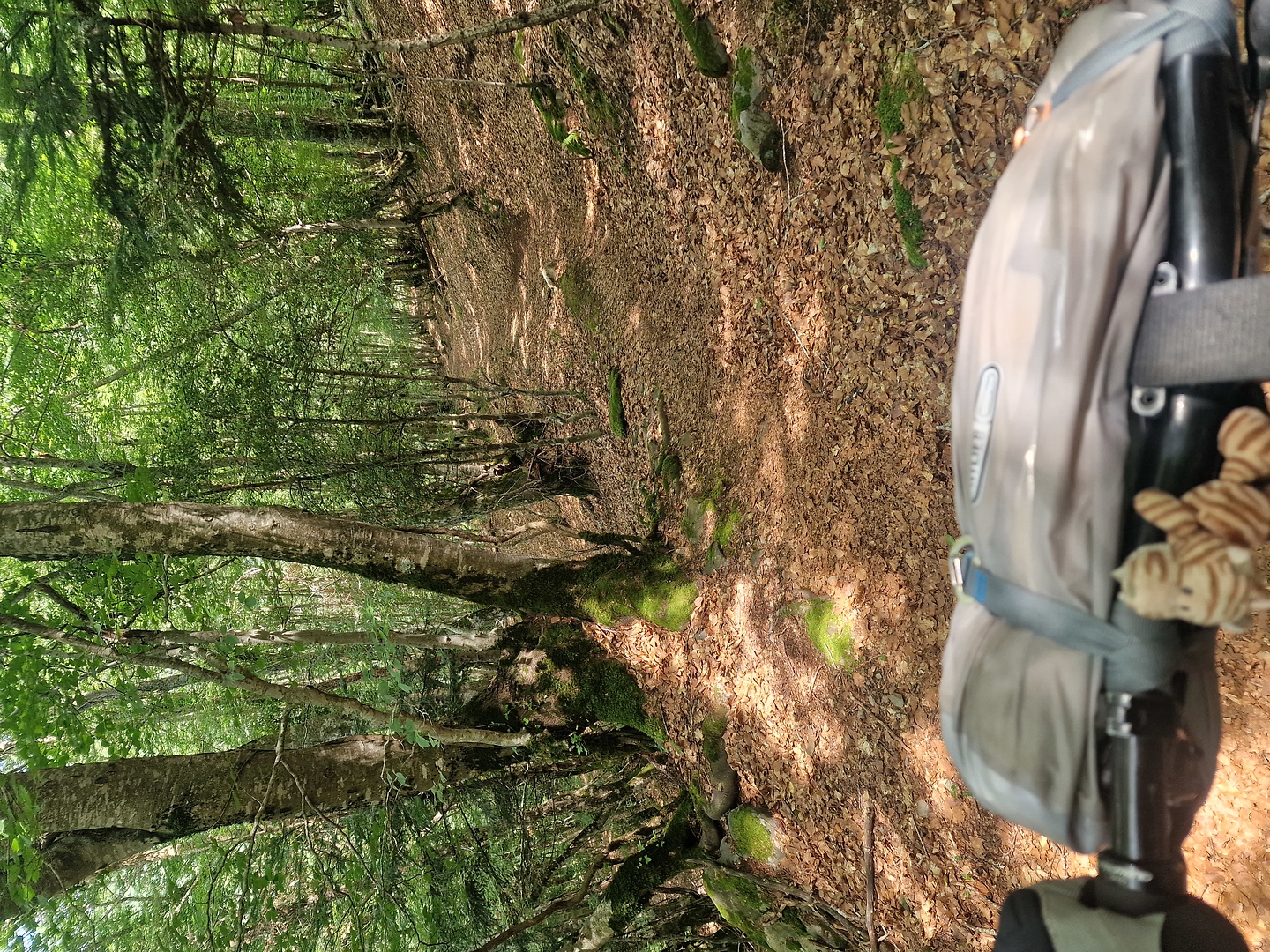 entecada-trail7.jpg