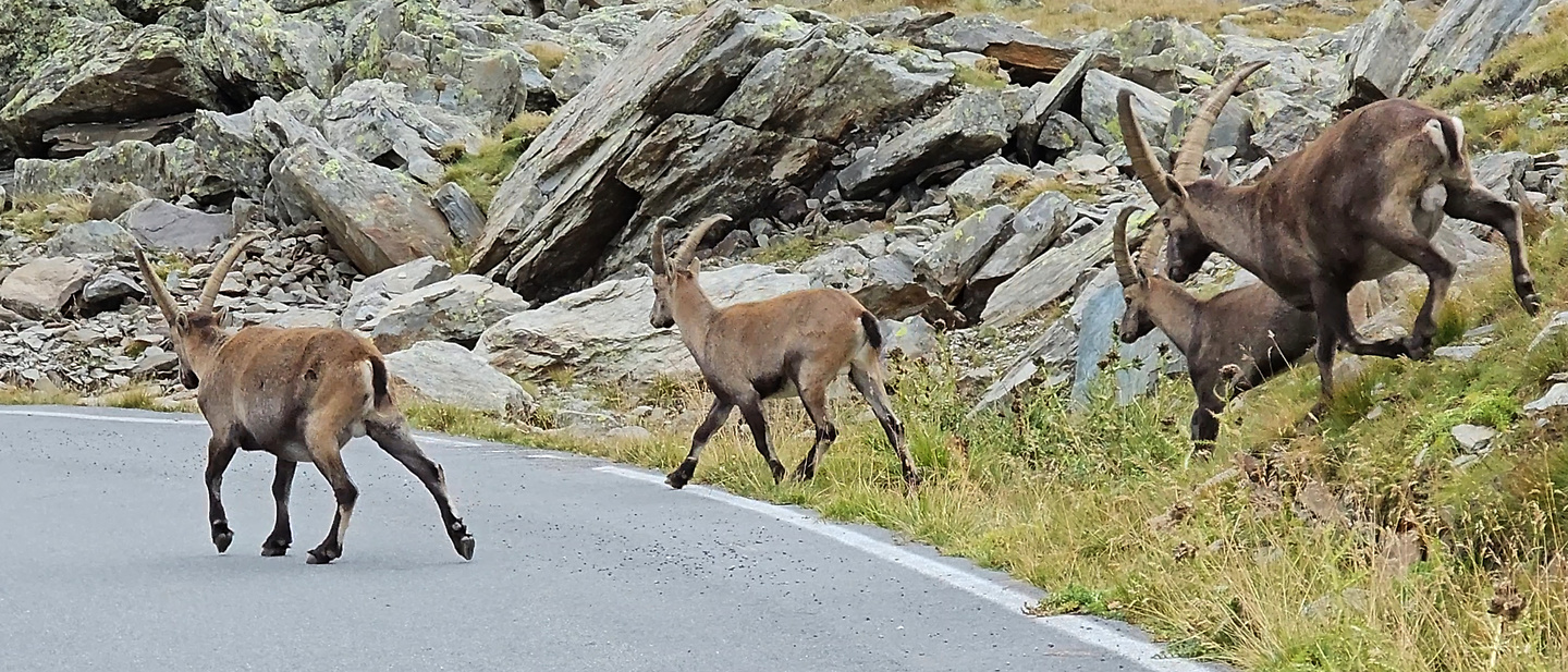 gavia-road1.jpg