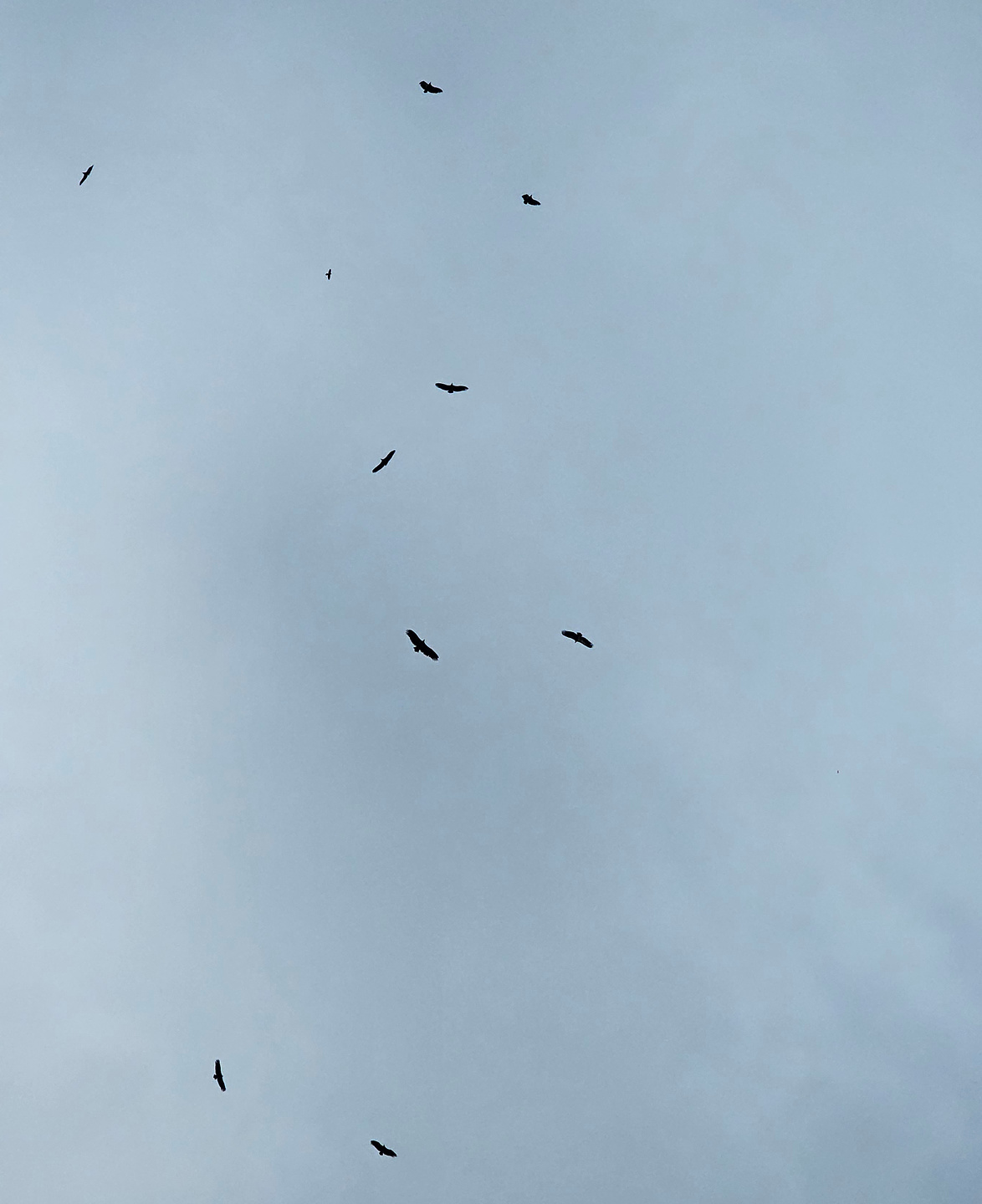 krasi-birds.jpg