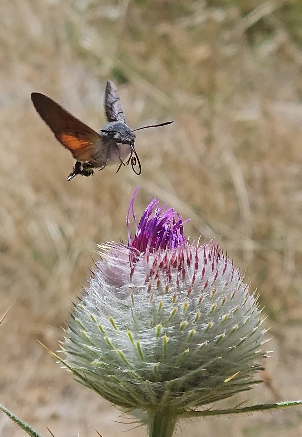 masbarque-insect1.jpg