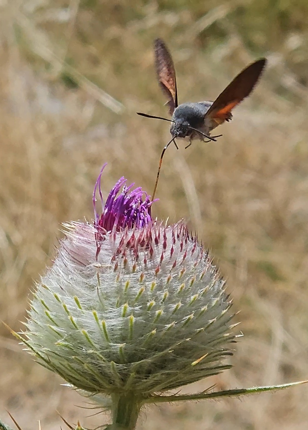 masbarque-insect2.jpg