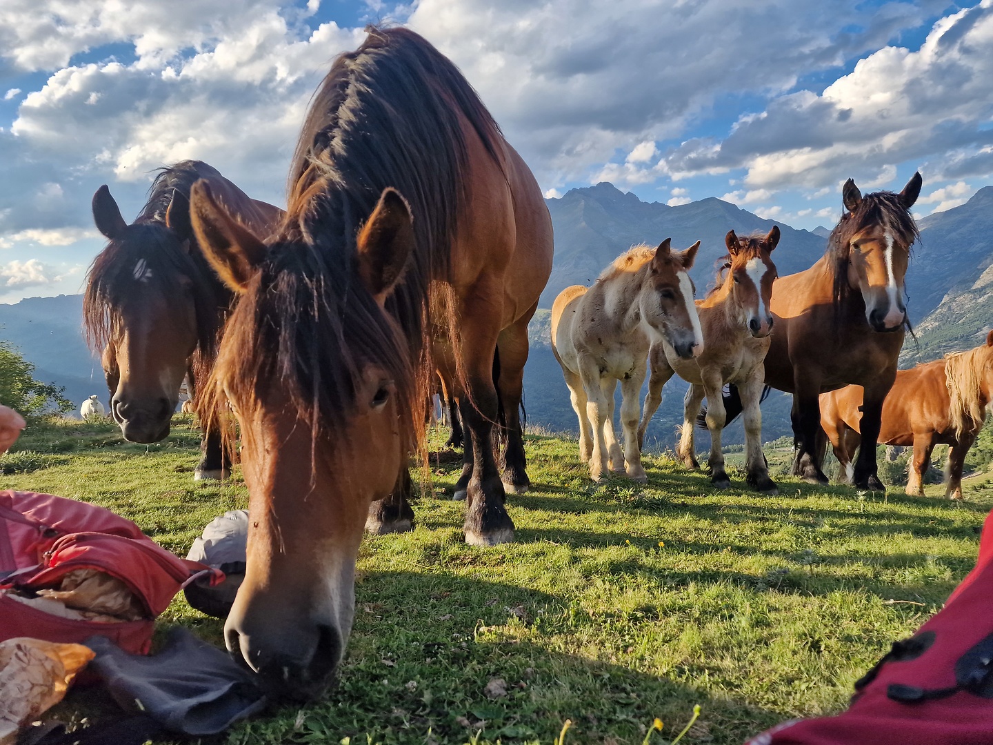 panticosa-horses3.jpg