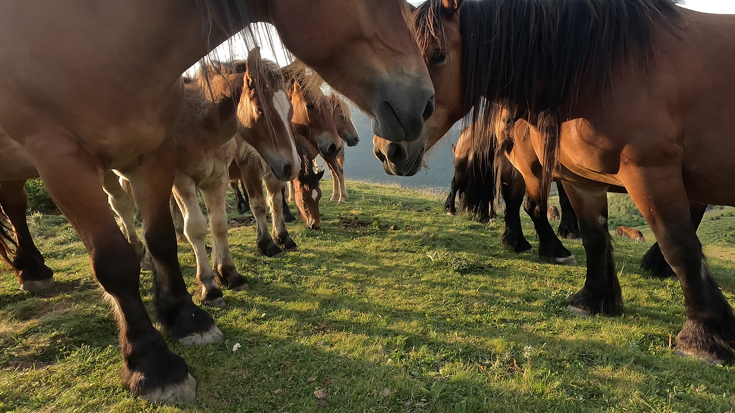 panticosa-horses6.jpg