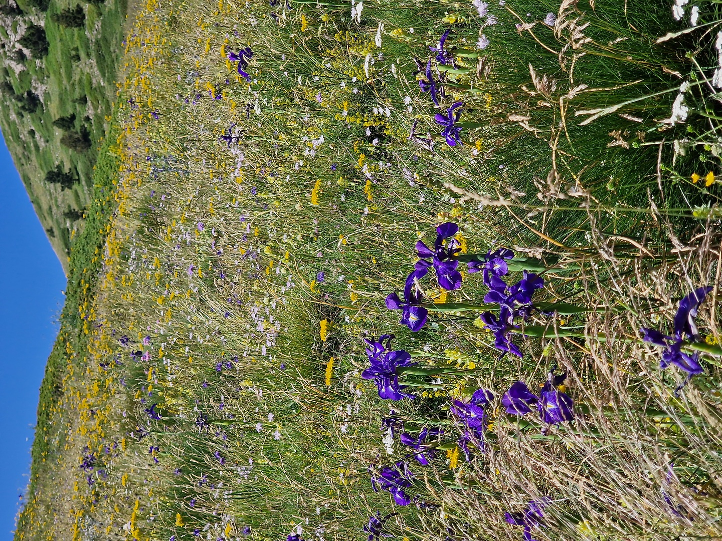 picalbo-uphill2.jpg