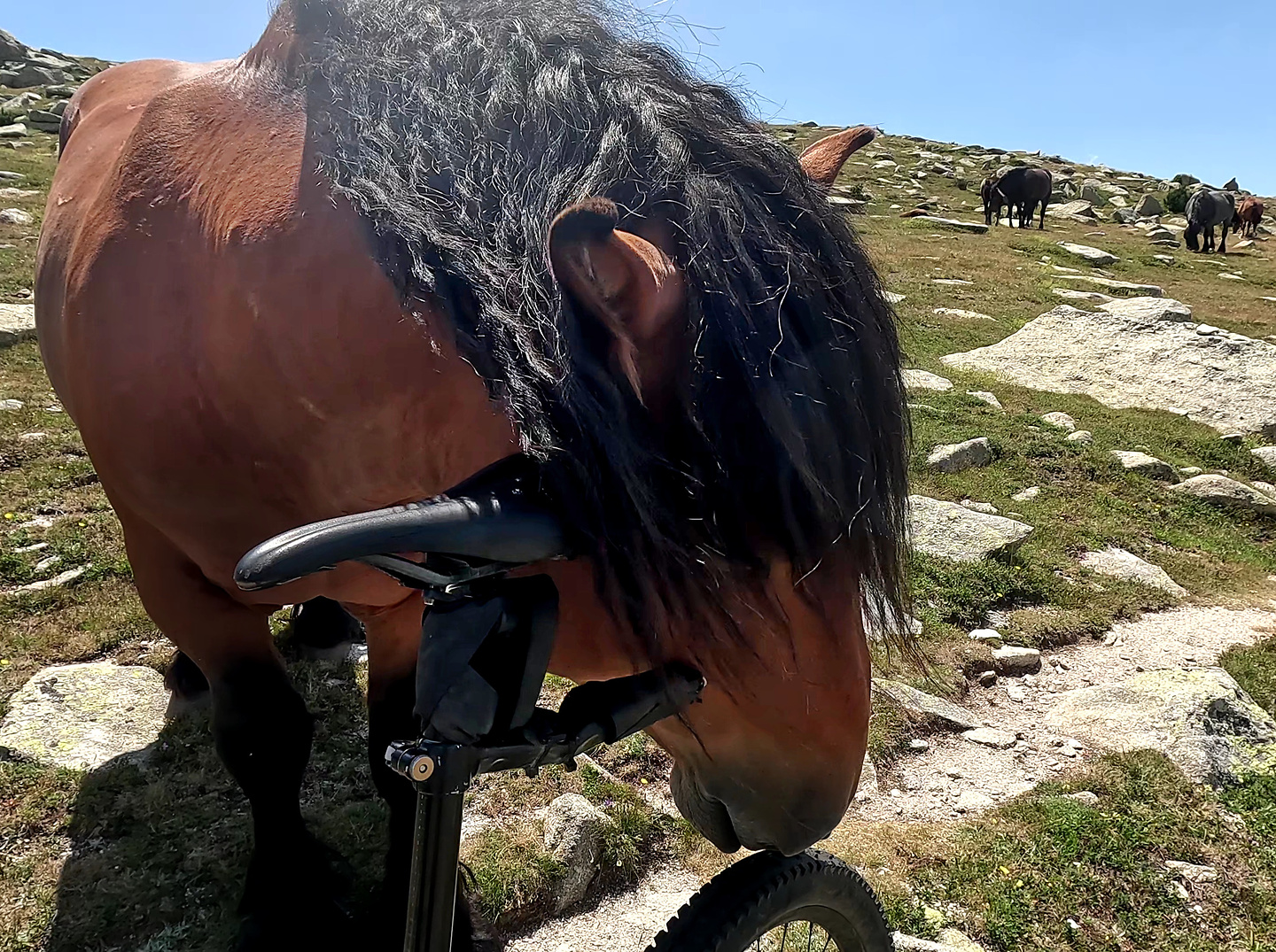 rotja-horse1.jpg