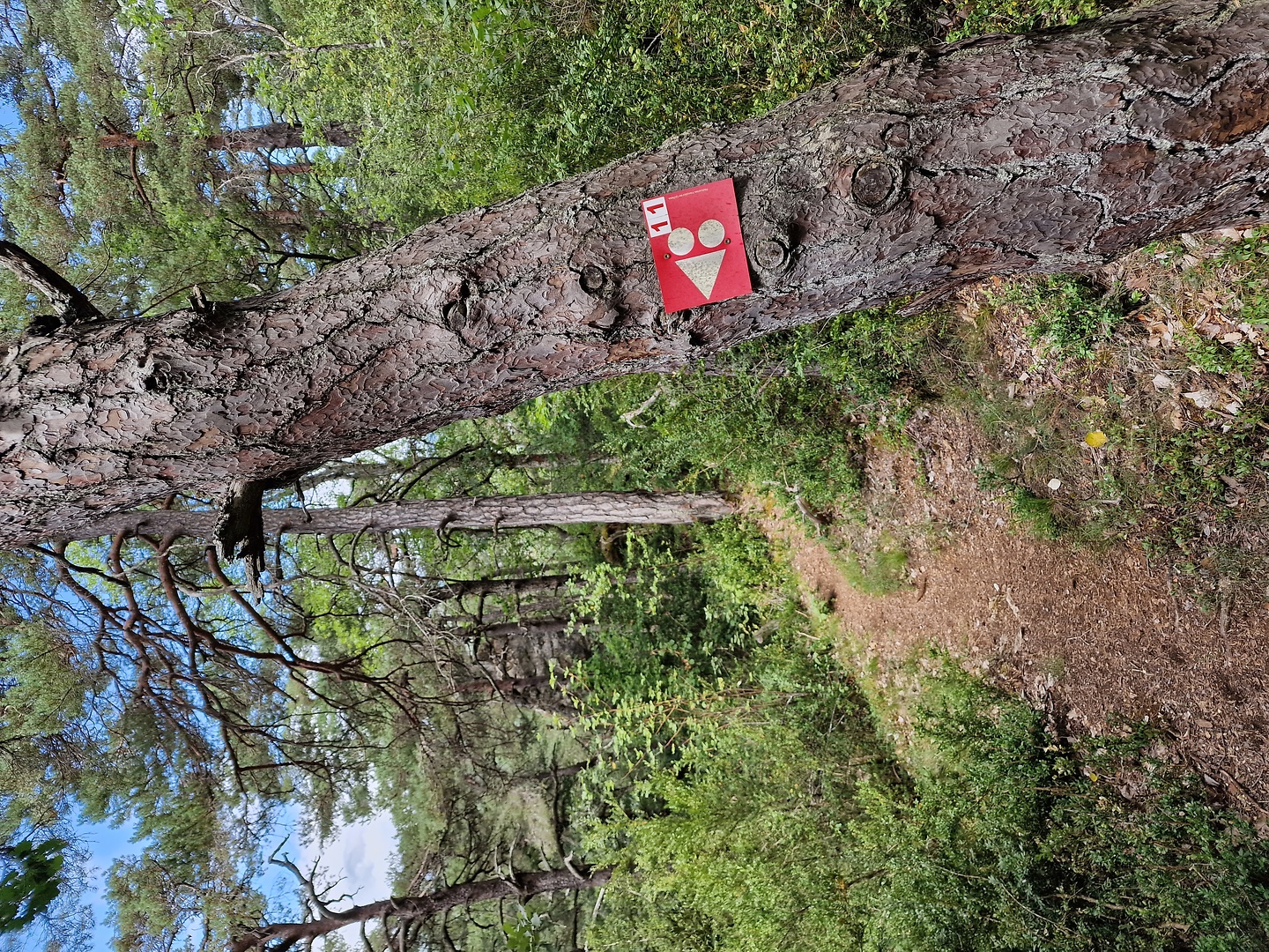 rozier-trail1.jpg