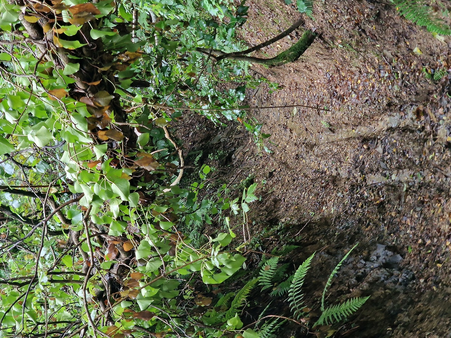 tarcento-trail3.jpg