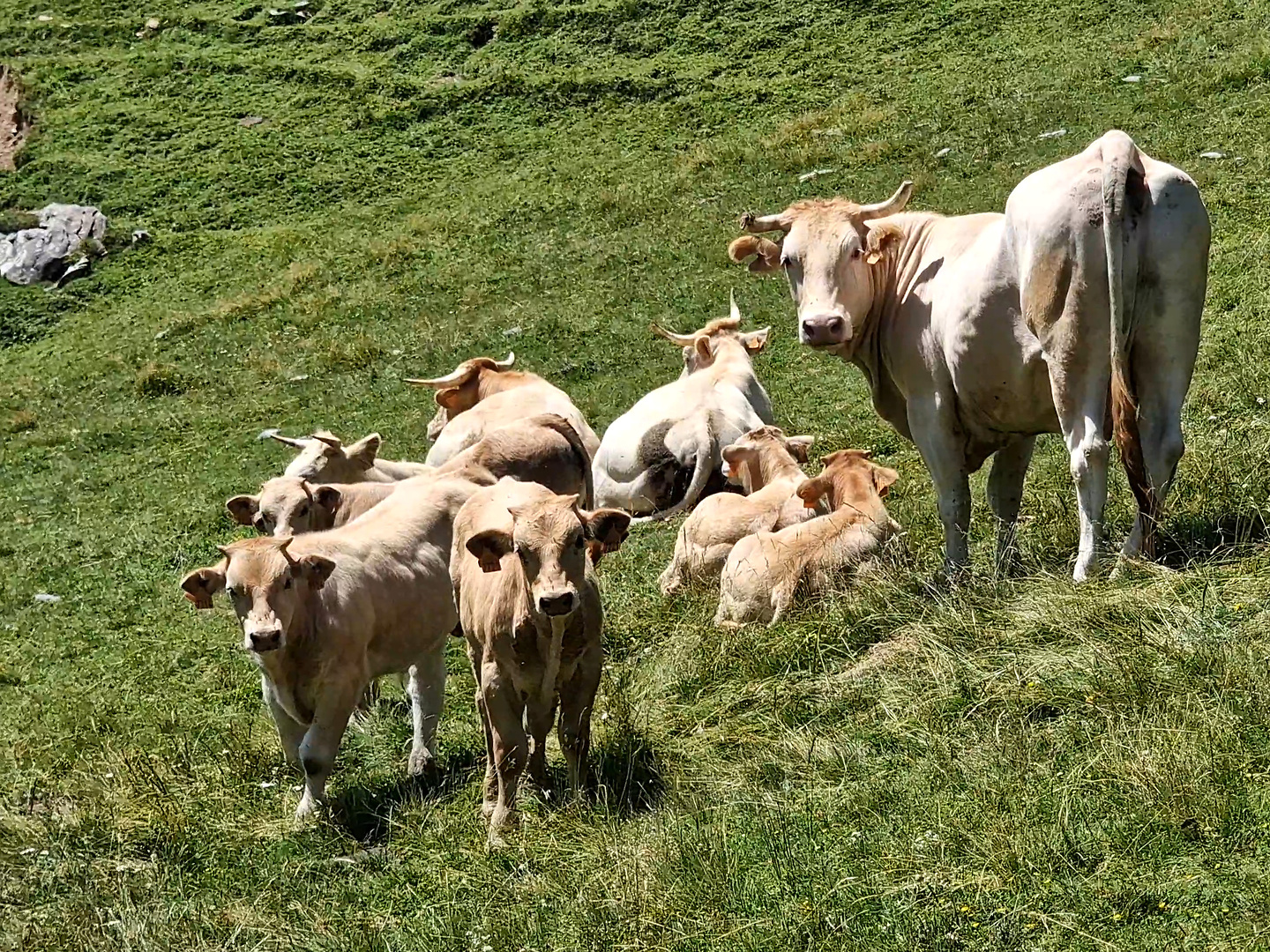 uthuru-cows.jpg