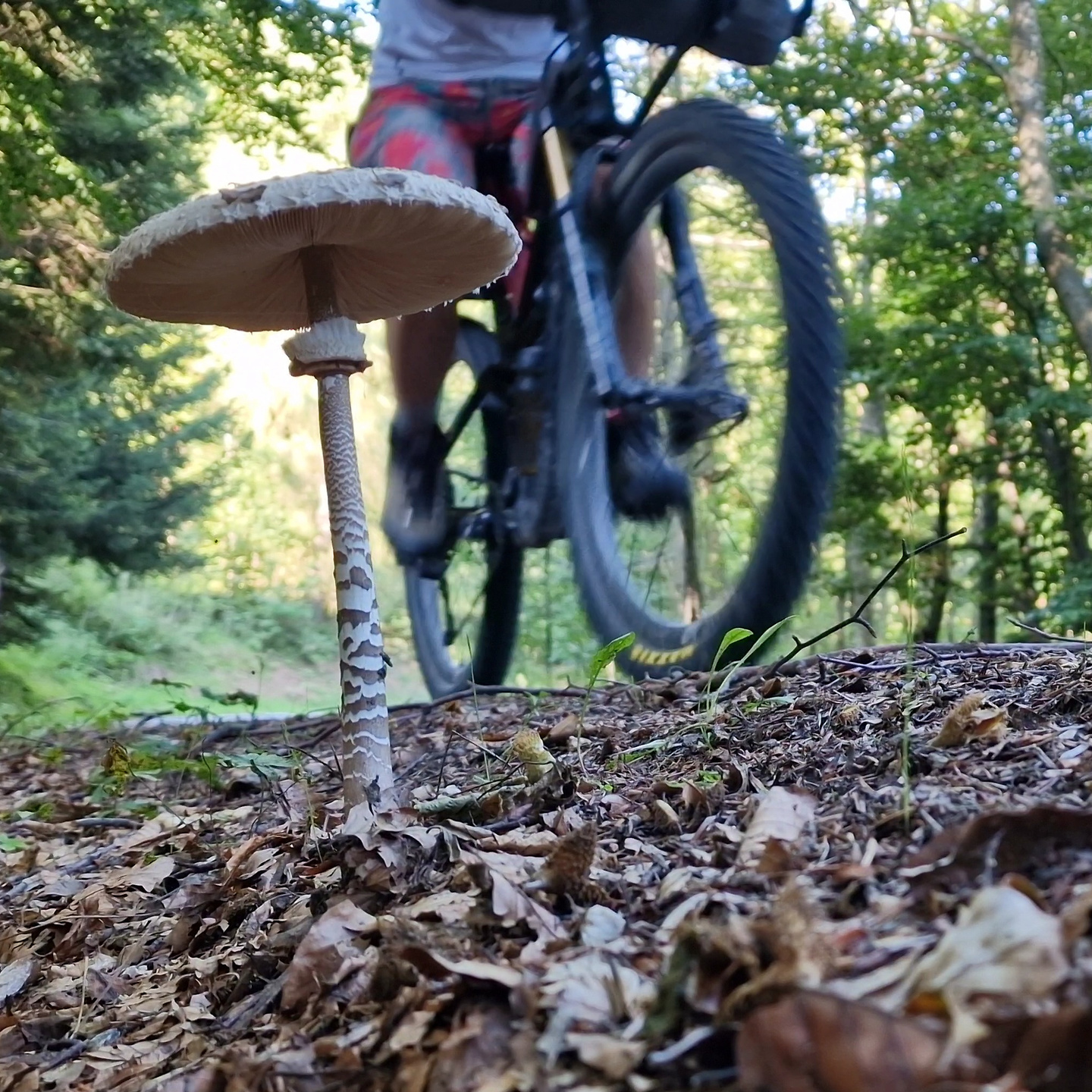colletto-uphill1.jpg