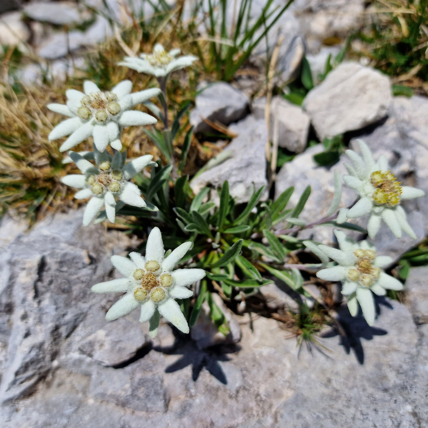 prisonik-edelweiss3.jpg