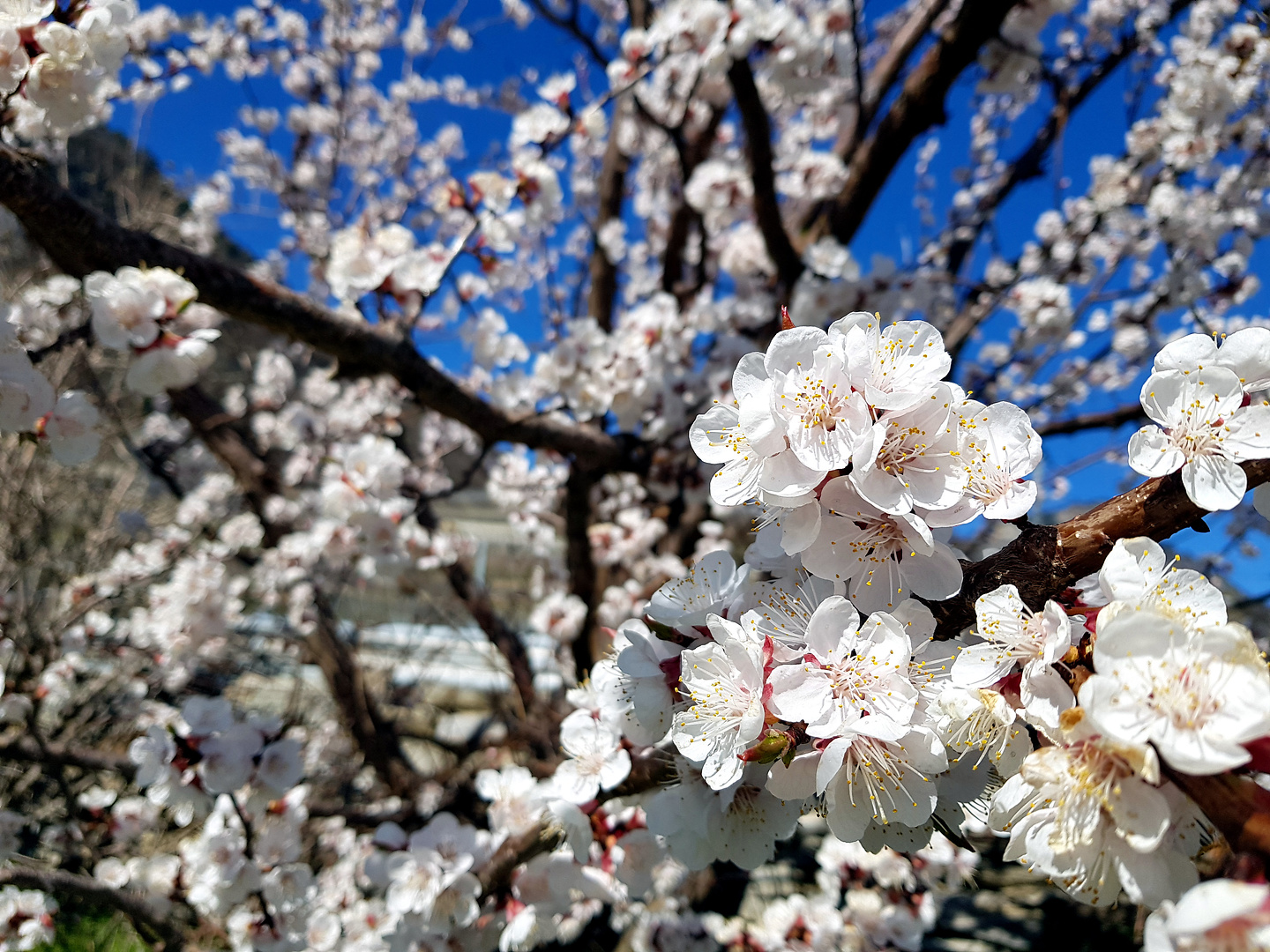 farinetti-treeflower.jpg