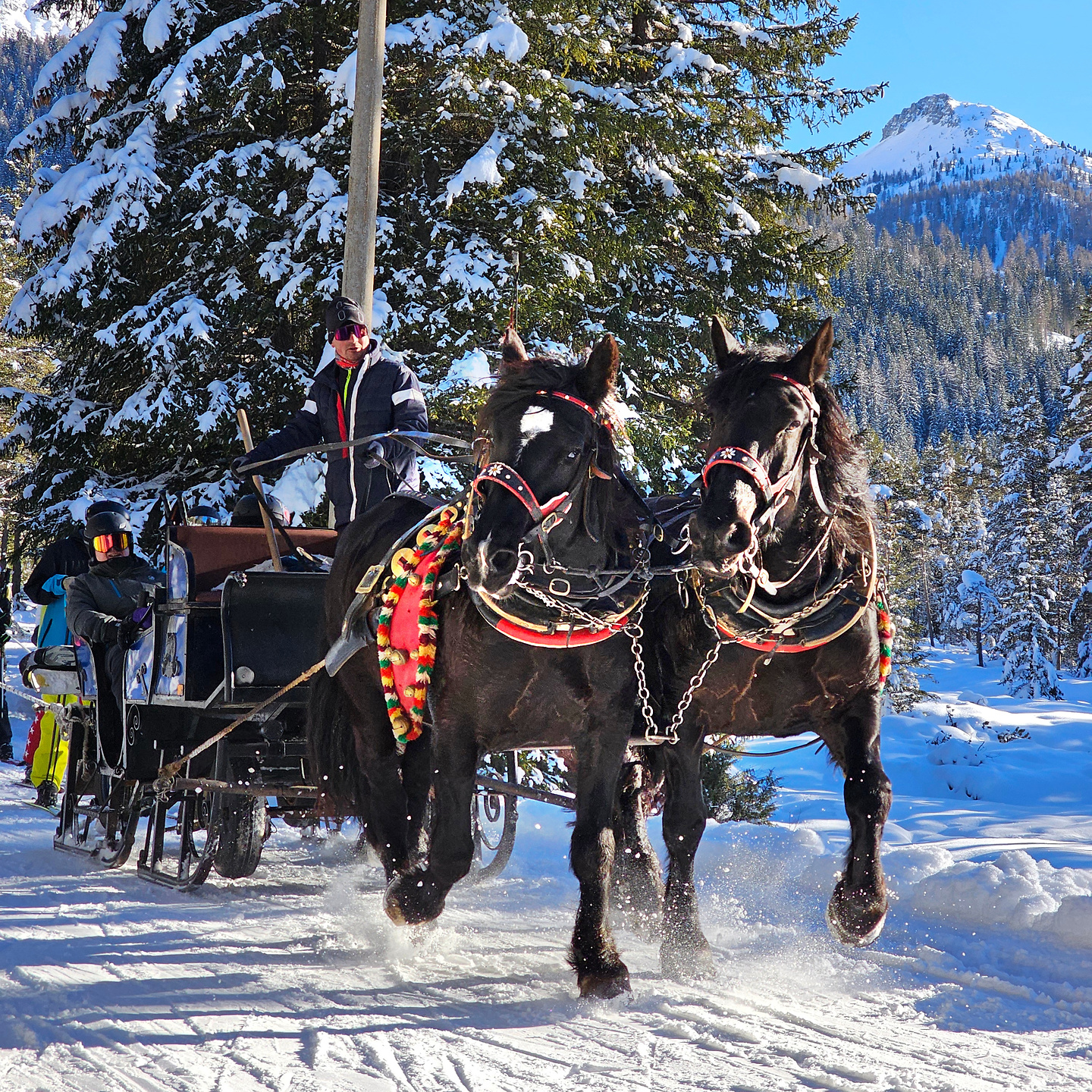 ski24-horses1.jpg