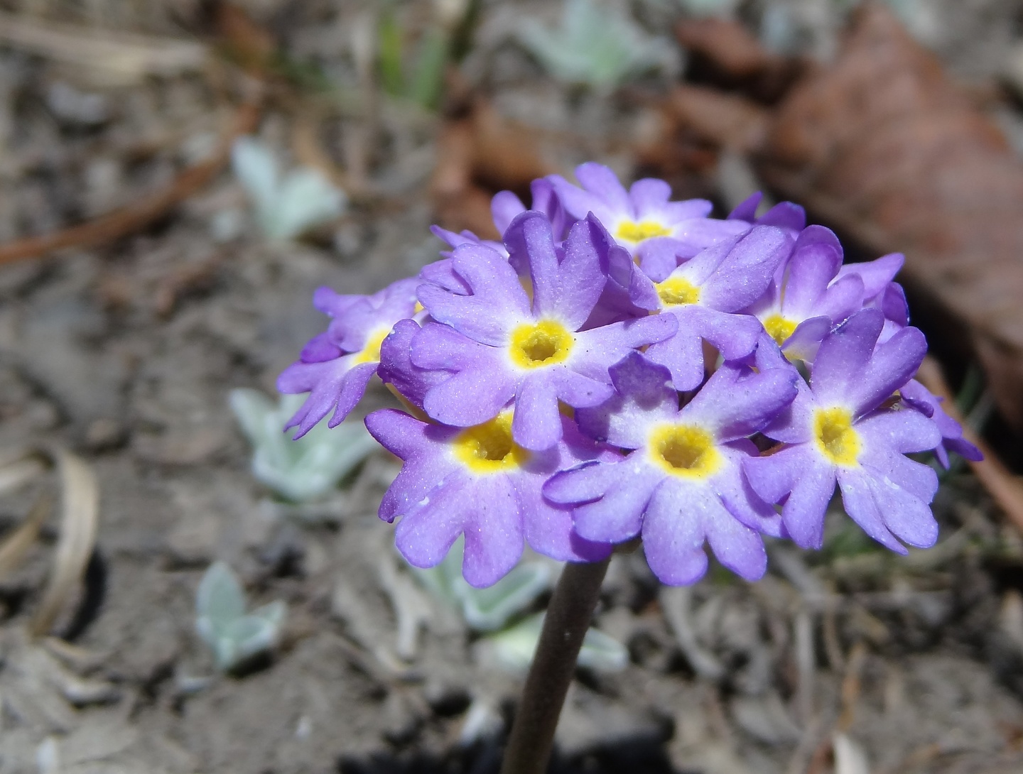 ganggapurna-flower.jpg