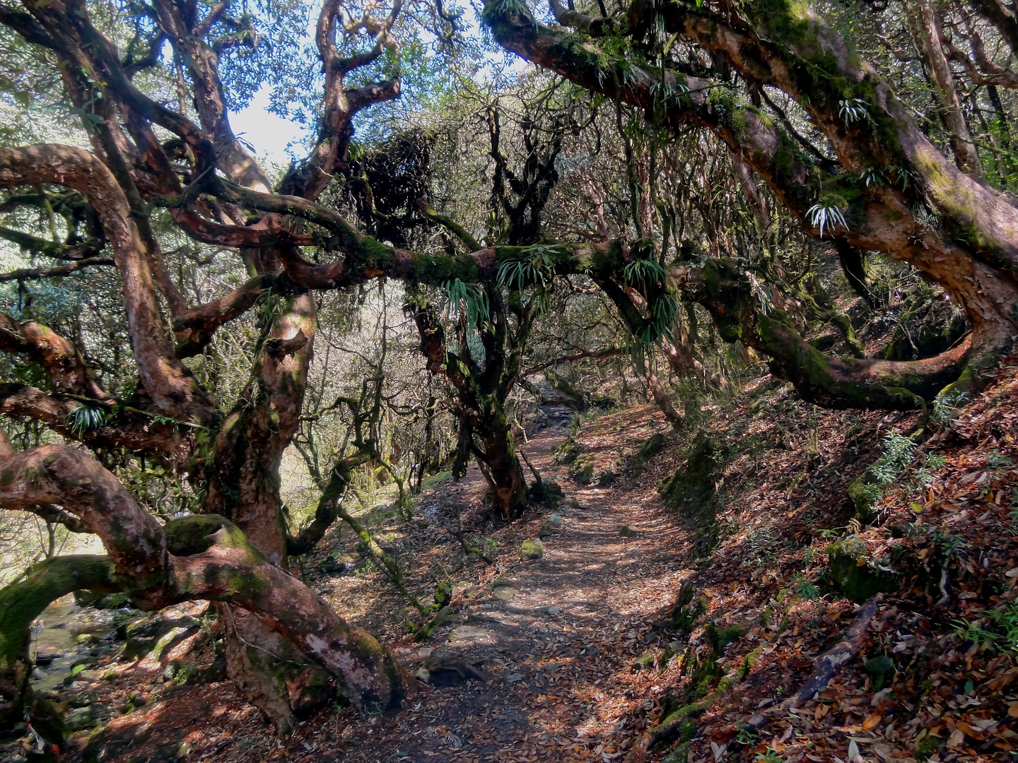 ghorepani-forest.jpg