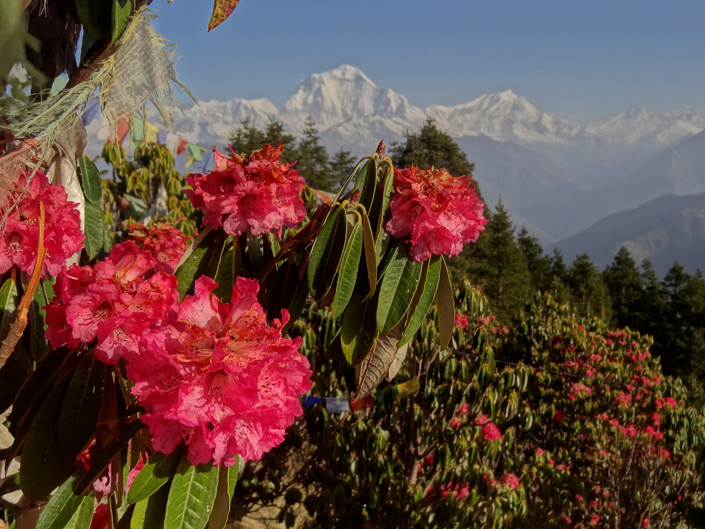 ghorepani-poonhill2.jpg