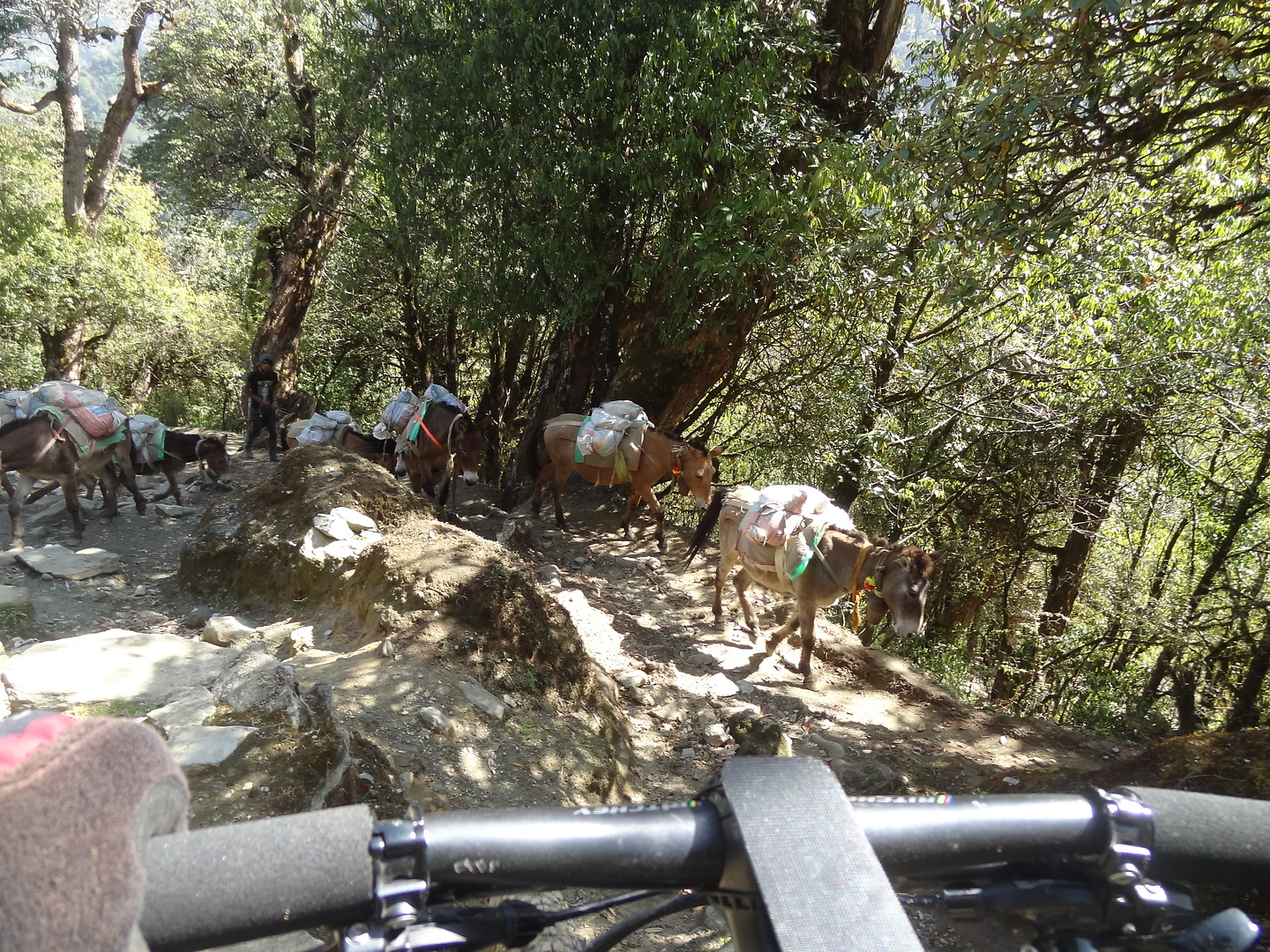 ghorepani-trail7.jpg