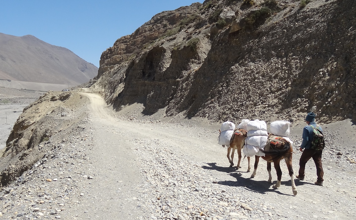 jomsom-horses.jpg