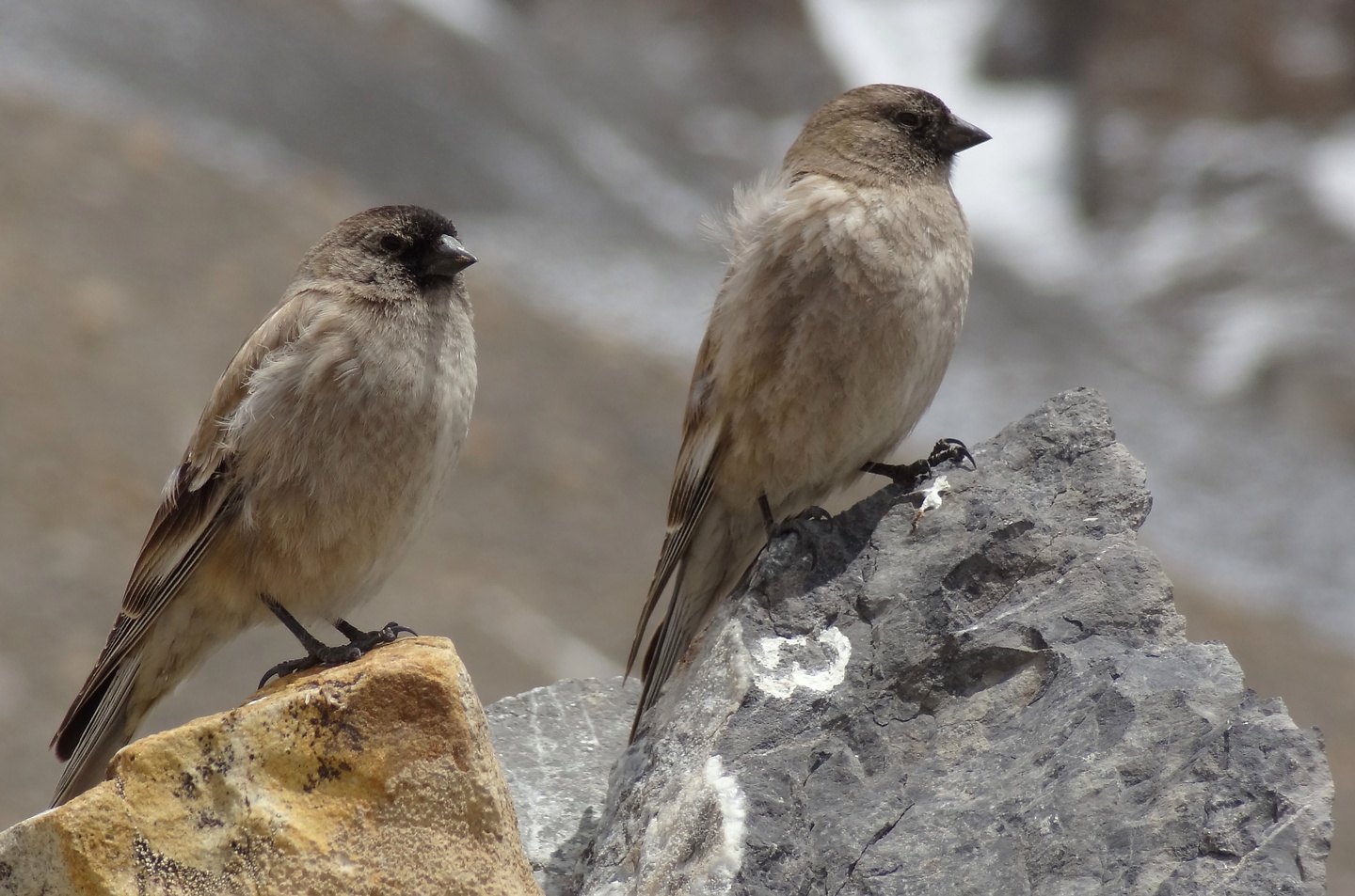 thorongla-birds.jpg